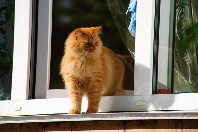 chat sur fenêtre